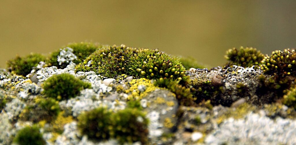 Ecosystems Supporting Sea Moss Growth: Coastal Insights