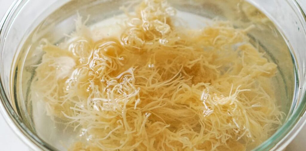 Bioavailability Showdown: Shilajit Outshining Sea Moss?