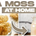 Can Dogs Have Sea Moss Gel?