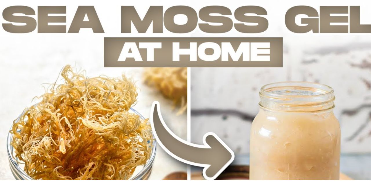 Can Dogs Have Sea Moss Gel?