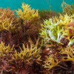 Where does sea Moss Grow?