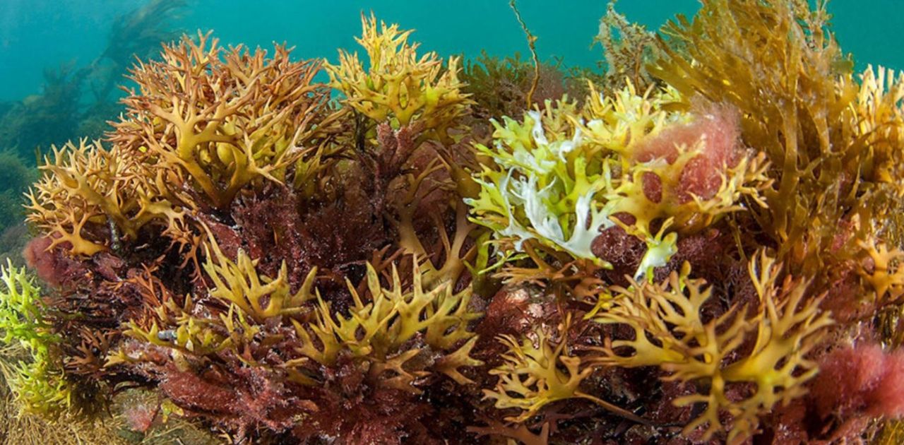 Where does sea Moss Grow?