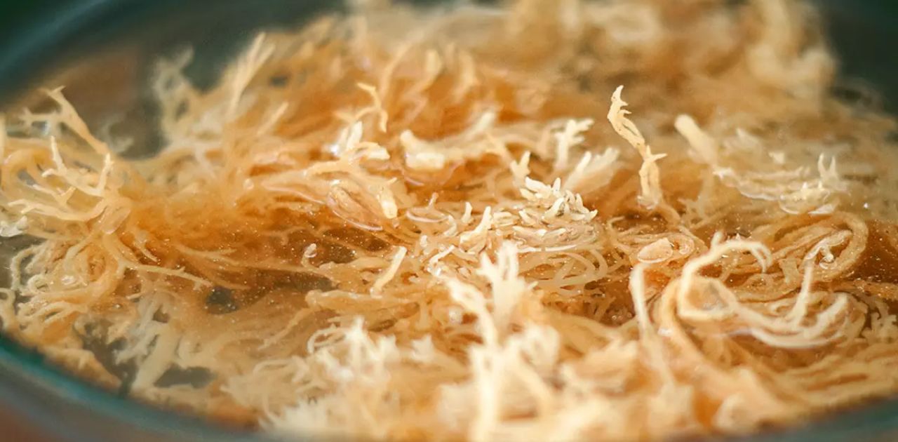 Is Sea Moss Safe While Pregnant